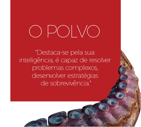 img_o_polvo_servicos_estrategia img_o_polvo_servicos_estrategia